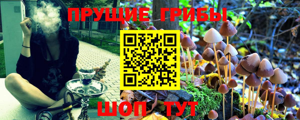 Галлюциногенные грибы Psilocybe  Вход с VPN  Ишим  Галлюциногенные грибы Psilocybine cubensis 